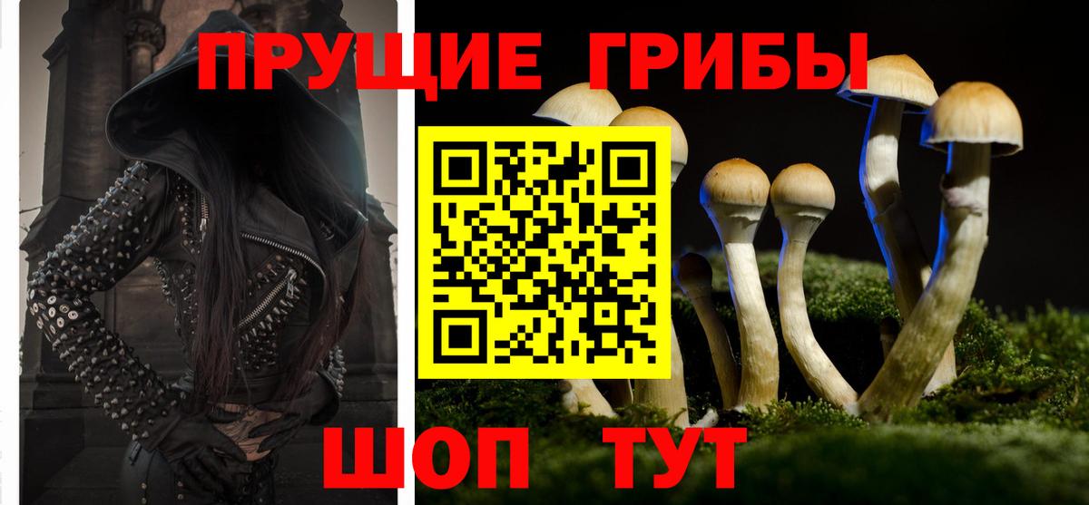 Галлюциногенные грибы Psilocybine cubensis Балашов